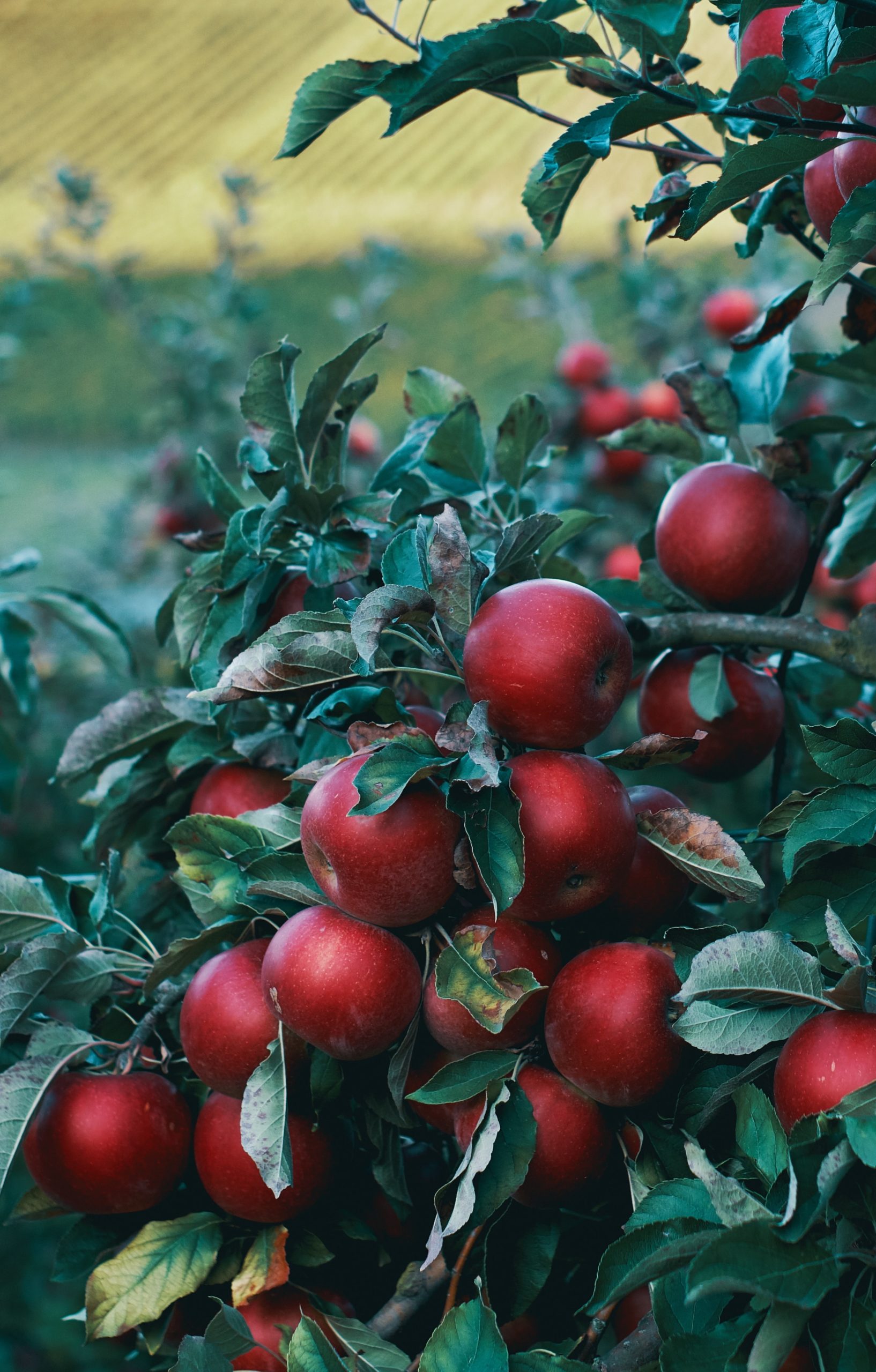 Äpfel von Ouverura | bewusst einkaufen | SOAP|KITCHEN|STYLE